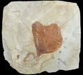 Bargain, Fossil Leaf (Beringiaphyllum) - Montana #71517-1